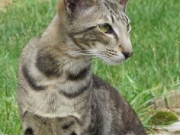 oriental_shorthair_20211211_1201538904